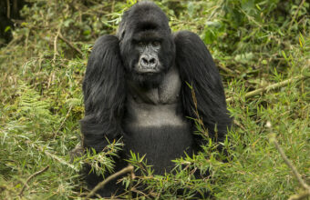 Gorilla Trekking in Uganda