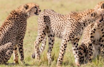 Masai Mara & Amboseli - 5 Days