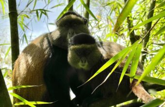 Rwanda Gorillas and Golden Monkey Trekking Tour