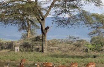 Kenya Classic Safari