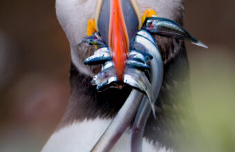 Puffins & Wildlife Photography: The Farne Islands