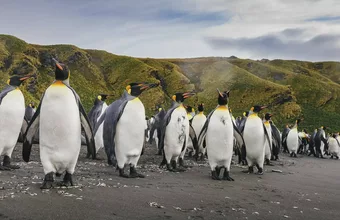 Falklands, South Georgia & Antarctica: Explorers and Kings