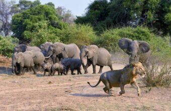 Zambia's Animal Kingdom