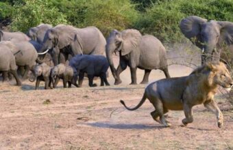 Zambia's Animal Kingdom