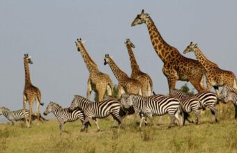Kenya Safari Highlights