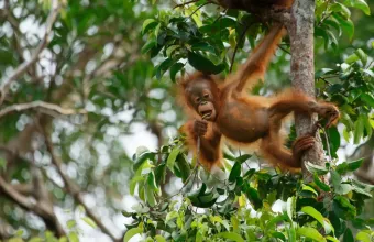 Orangutan Tour in Tanjung Puting National Park