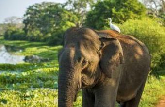 Big Mammals of Sri Lanka