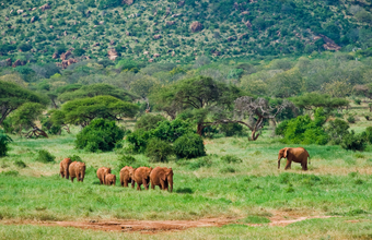 Samburu National Reserve