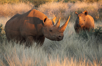 Ol Pejeta Conservancy