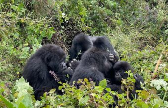Rwanda Chimpanzee, Gorillas and Golden Monkey Trekking