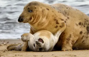 Grey Seal Pups Photo Workshop