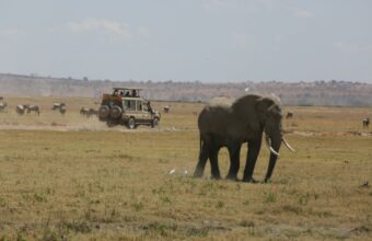 Highlights Of Kenya Private Safari