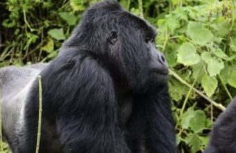 3 Days Rwanda Gorilla Tracking