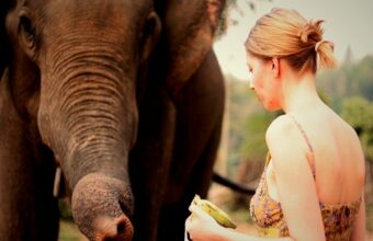 Elephant Encounters in Chiang Mai