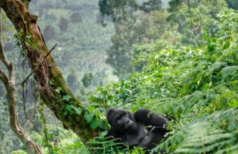 Is Uganda or Rwanda better for gorilla trekking?
