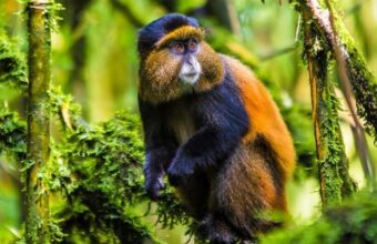 Gorilla and Golden Monkey trek