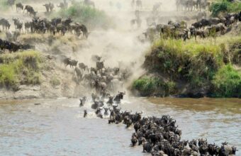 Ultimate Migration Safari