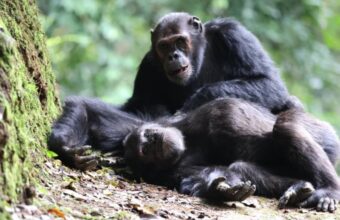 Rwanda primate safari