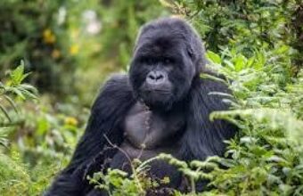 Affordable Gorilla Trekking in Rwanda