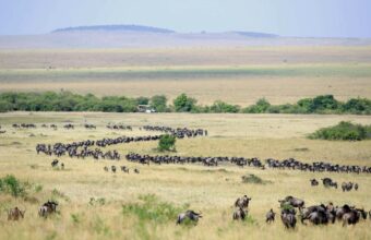 Wildebeest Migration Calving Season Luxury Safari