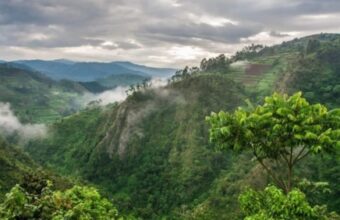 Into the Forests of Uganda