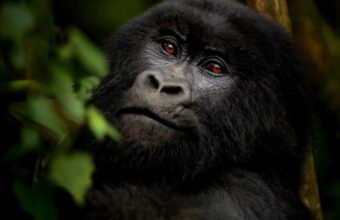 Classic Uganda Primate Expedition