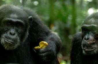 Classic Uganda Primate Expedition