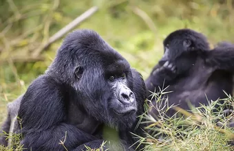 Signature Rwanda Primate Safari