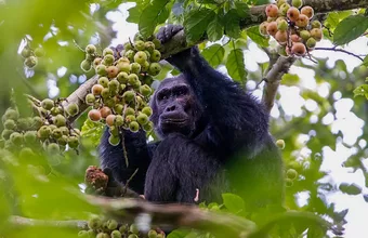 Rwanda Primate Safari