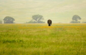 Tanzania, Step by Step