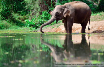 Laos Elephant Tour