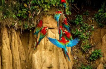 Tambopata National Reserve