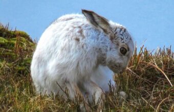 Mountain Hares Discovery Walk