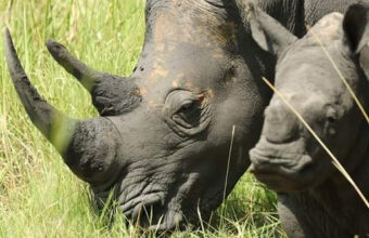 10 Day Uganda Wildlife Highlights