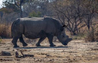 Imire Rhino & Wildlife Conservancy