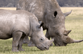 6-Day Ol Pejeta, Lake Naivasha & Masai Mara Safari