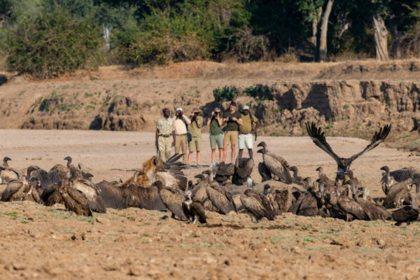 Low impact walking safaris