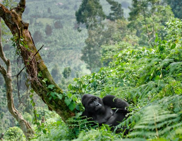 Is Uganda or Rwanda better for gorilla trekking?