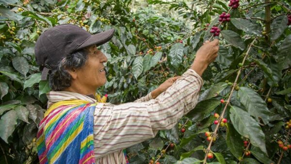 Coffee Route Hike to Machu Picchu